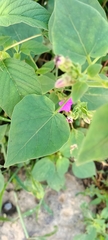 Mirabilis viscosa