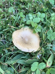 Russula amoenolens