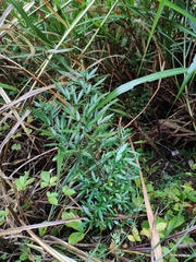 Ohwia caudata