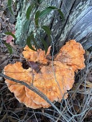 Laetiporus gilbertsonii