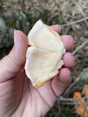 Laetiporus gilbertsonii