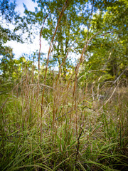 Andropogon virginicus