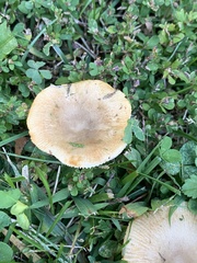 Russula amoenolens