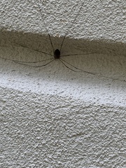 Phalangioidea
