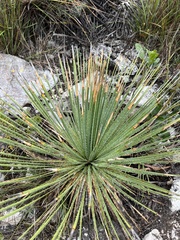 Dasylirion acrotrichum