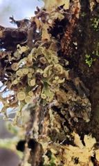 Ramalina americana
