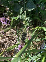 Mentha longifolia