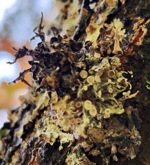 Ramalina americana