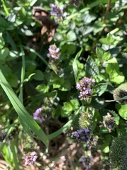 Mentha longifolia