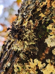 Ramalina americana