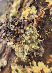 Ramalina americana
