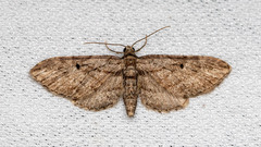 Eupithecia ericeata