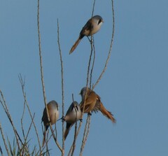 Panurus biarmicus