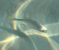 Trachinotus carolinus