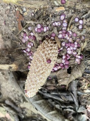 Ombrophytum peruvianum