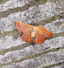 Emesis mandana
