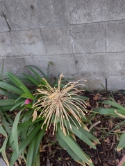 Amaryllidaceae