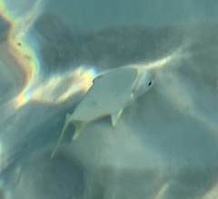 Trachinotus carolinus