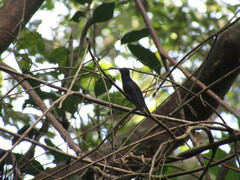 Campylopterus hemileucurus