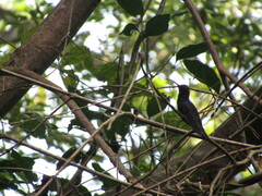 Campylopterus hemileucurus