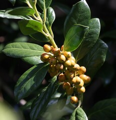 Ilex cornuta