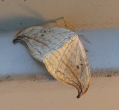 Drepana arcuata