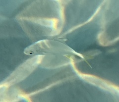 Trachinotus carolinus