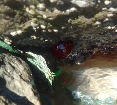 Actinia mediterranea