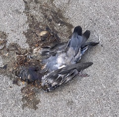 Columba livia domestica