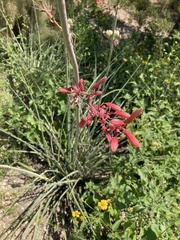 Hesperaloe