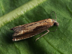 Eucosma obumbratana