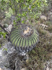 Echinocactus platyacanthus