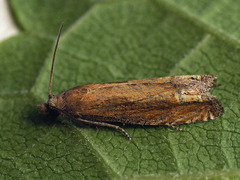 Eucosma obumbratana