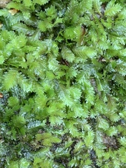 Fissidens taxifolius