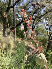 Hesperaloe
