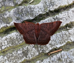 Emesis mandana