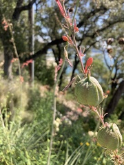 Hesperaloe