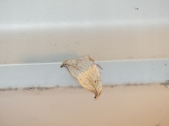 Drepana arcuata