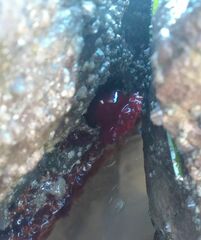 Actinia mediterranea