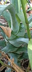 Agave fourcroydes