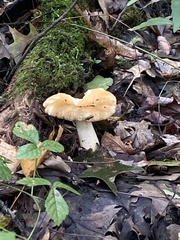 Russula compacta