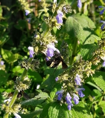 Bombus medius