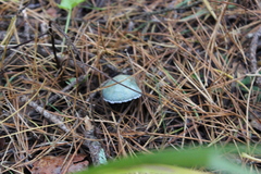 Stropharia aeruginosa