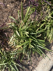 Liriope muscari