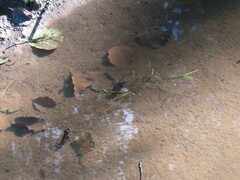 Dytiscus dimidiatus