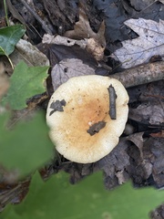 Russula compacta