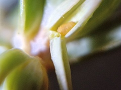 Oligotrophus panteli