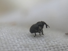 Zacladus exiguus