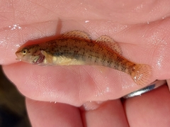 Etheostoma caeruleum