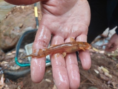 Chiloglanis anoterus